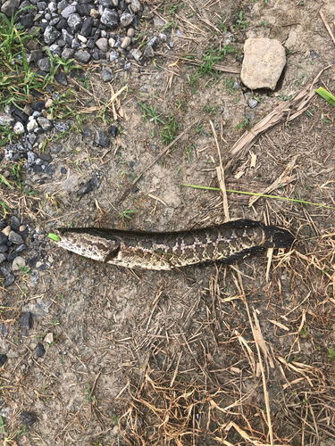 ライギョの釣果