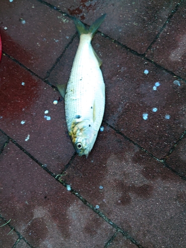 コノシロの釣果