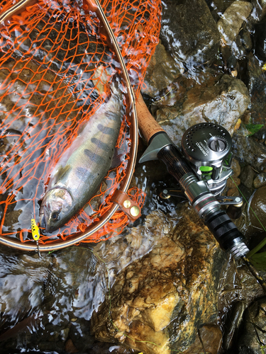 ヤマメの釣果