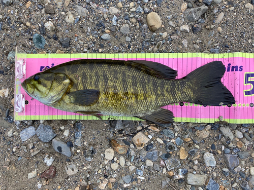 スモールマウスバスの釣果