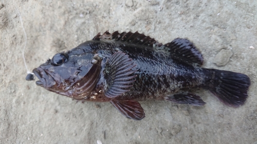 ムラソイの釣果