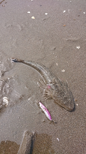 マゴチの釣果