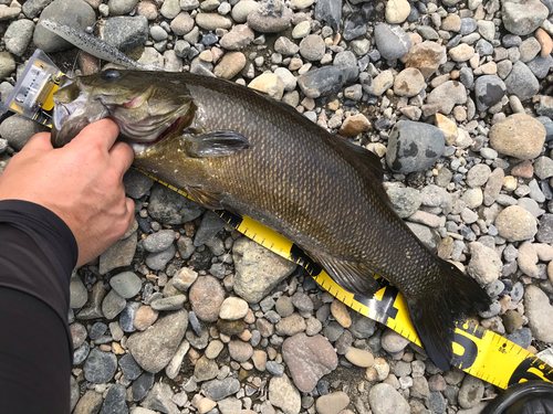 スモールマウスバスの釣果