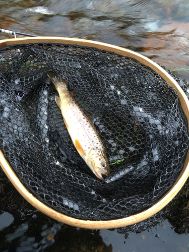 ブラウントラウトの釣果