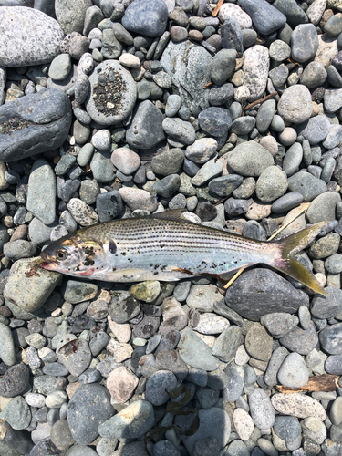 コノシロの釣果