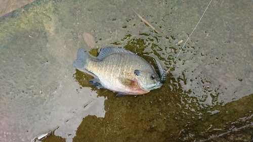 ブルーギルの釣果