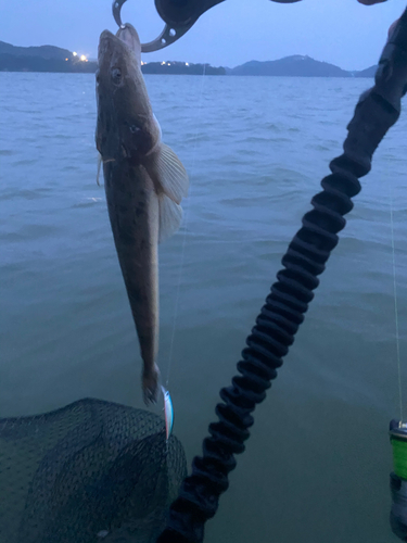 マゴチの釣果