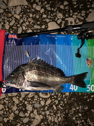 チヌの釣果