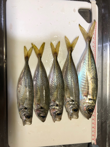 アジの釣果