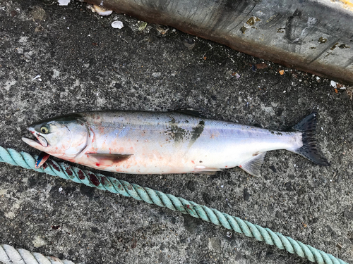 カラフトマスの釣果