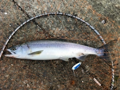 カラフトマスの釣果