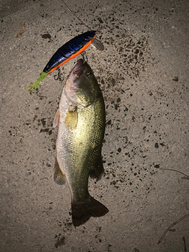 ブラックバスの釣果