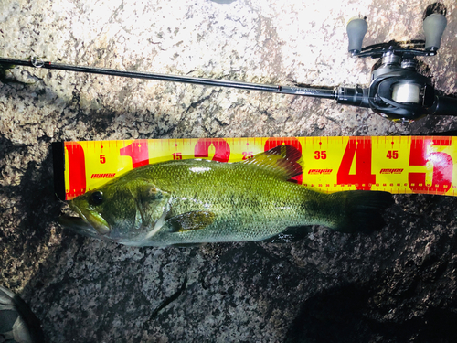 ブラックバスの釣果