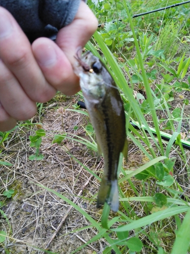 ラージマウスバスの釣果