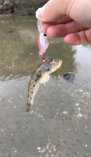 マハゼの釣果