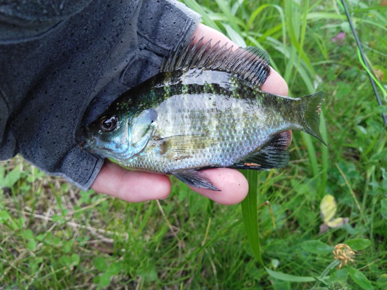 ブルーギル