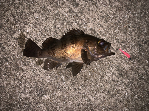 メバルの釣果