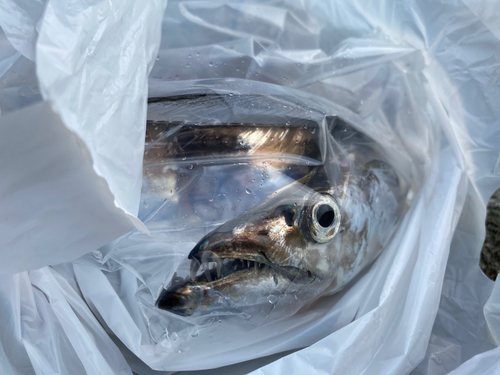 タチウオの釣果