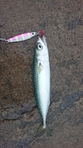 サバの釣果