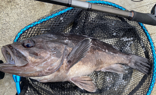 クロソイの釣果