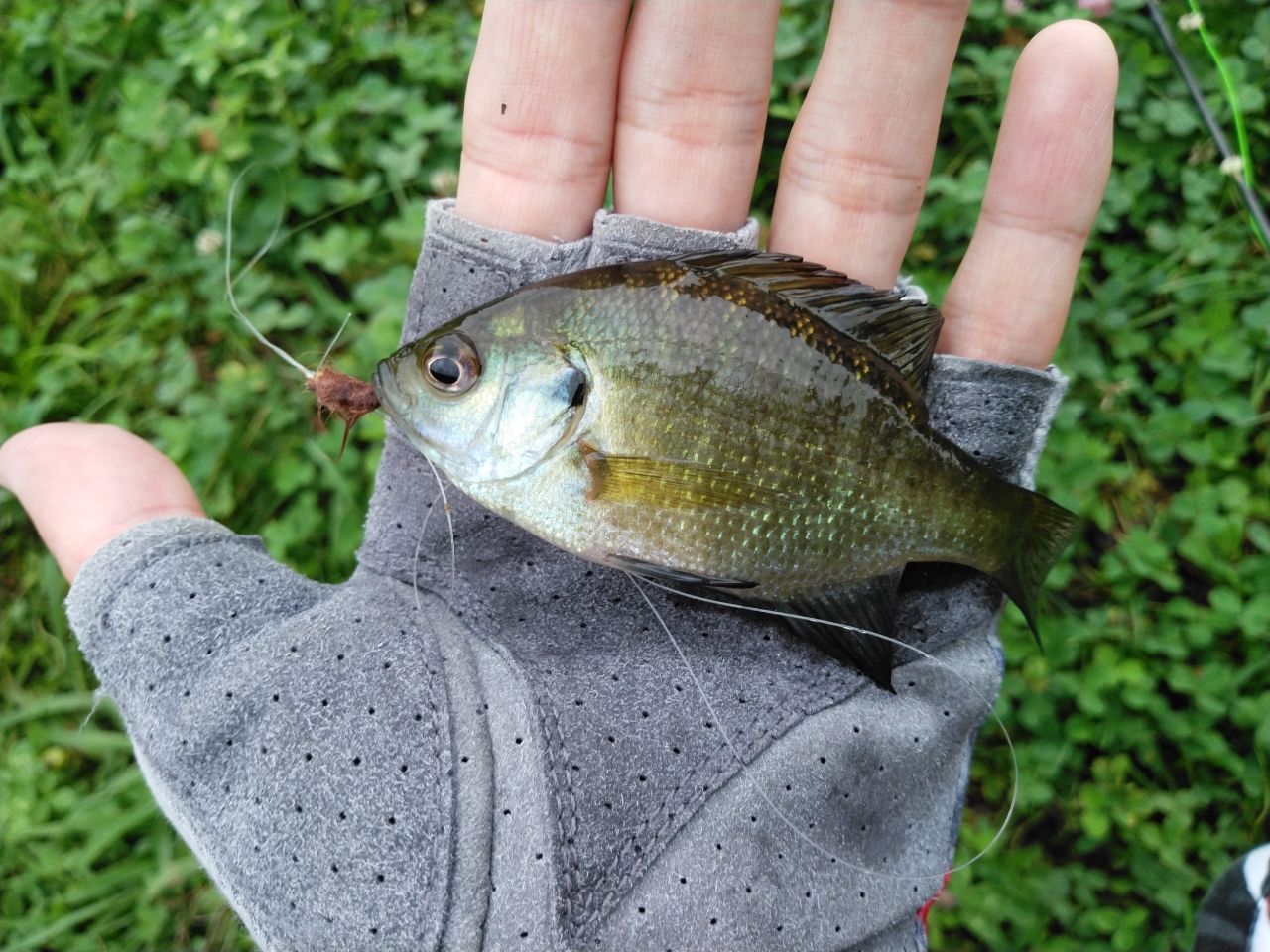 ブルーギル