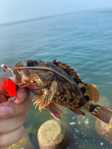 カサゴの釣果