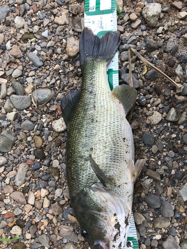 ブラックバスの釣果