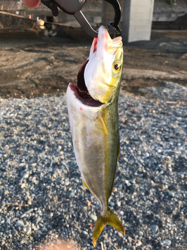 ワカシの釣果