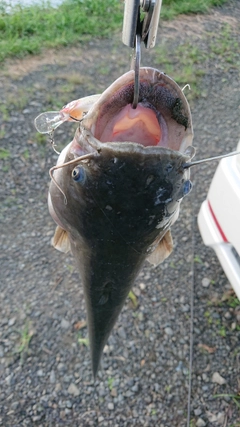 ナマズの釣果