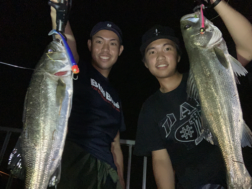 シーバスの釣果