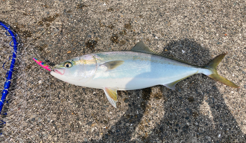 ハマチの釣果