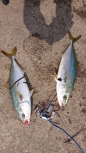 ワカシの釣果