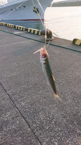 ウルメイワシの釣果