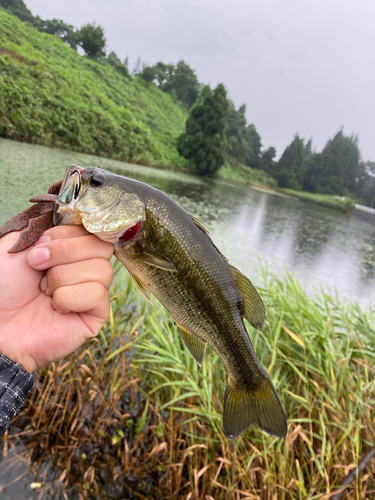 ブラックバスの釣果