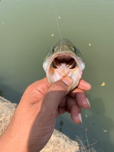 ラージマウスバスの釣果