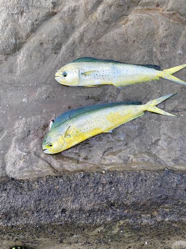 シイラの釣果