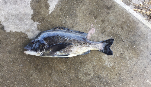 チヌの釣果