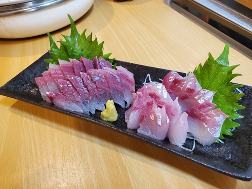 ワカシの釣果