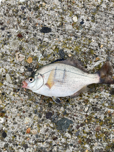 ウミタナゴの釣果