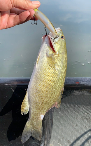 スモールマウスバスの釣果