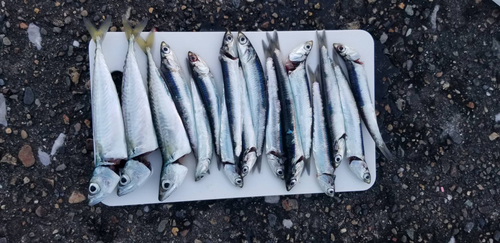 イワシの釣果