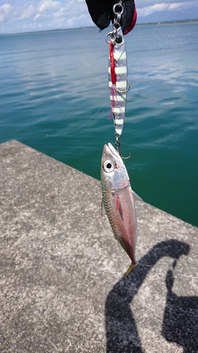 サバの釣果