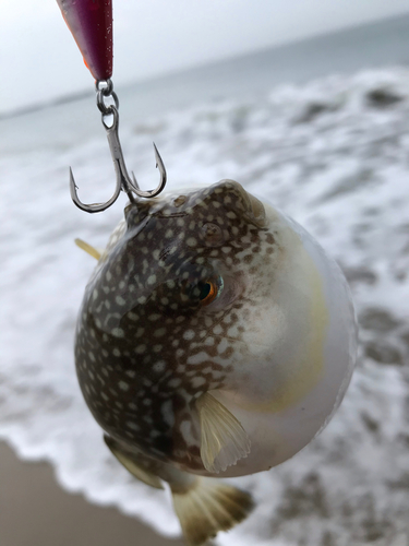 クサフグの釣果