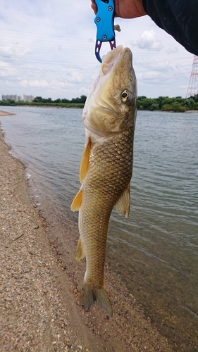 ニゴイの釣果