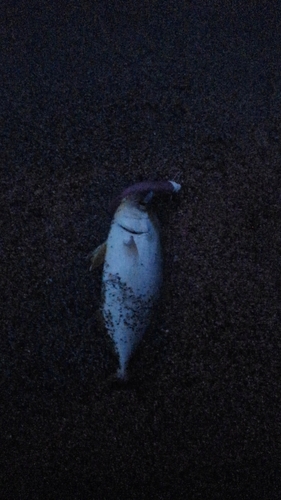 ショゴの釣果