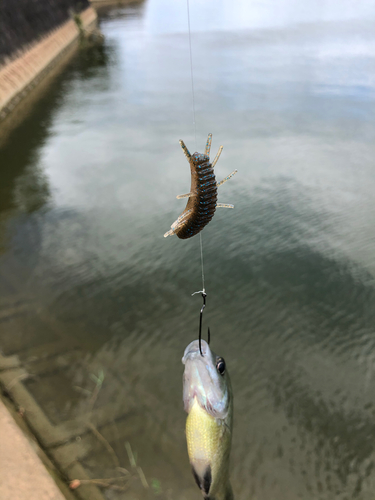 ブルーギルの釣果