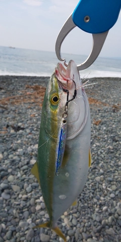 ワカシの釣果