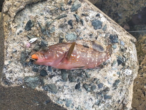 アコウの釣果