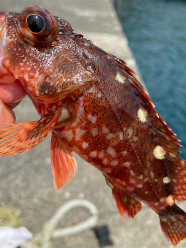 カサゴの釣果