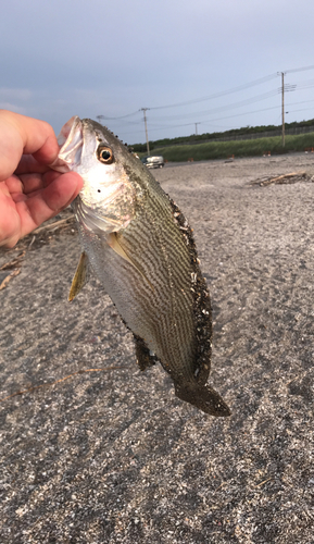 釣果